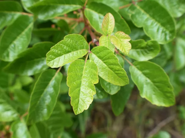 Poison Oak Leaf blooming In Spring In Northern California High Quality
