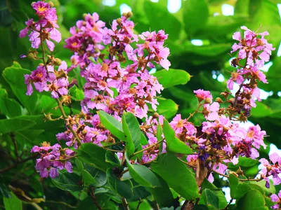 The leaves and flowers of the Lagerstroemia speciosa tree