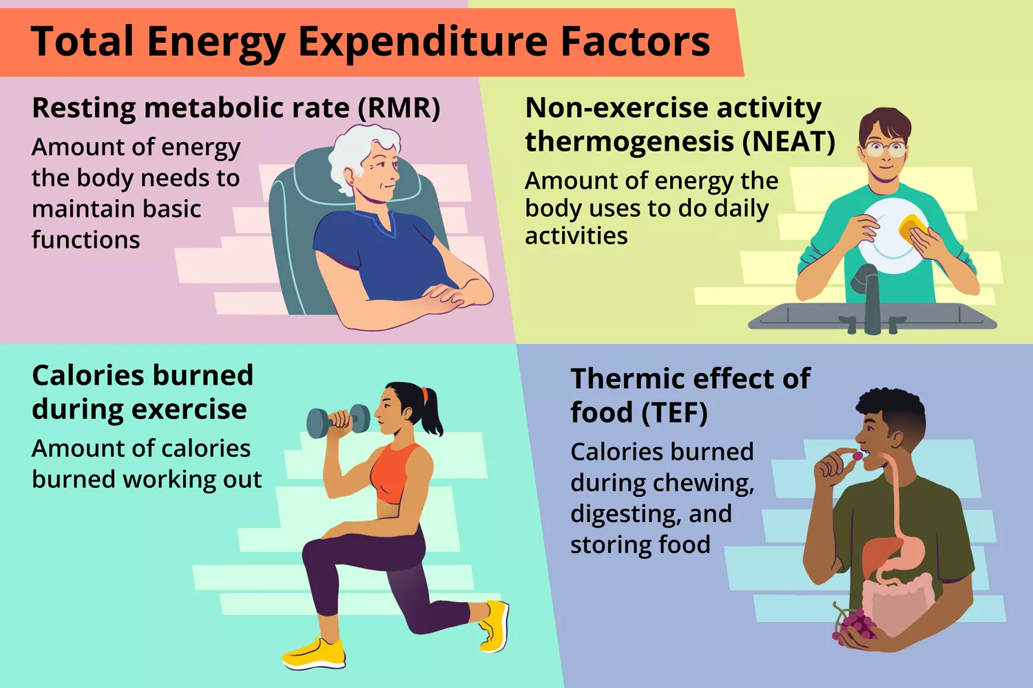 Total Energy Expenditure Factors