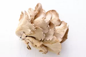 Oyster Mushroom