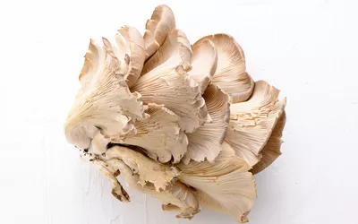 Oyster Mushroom