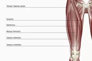 The muscles of the thigh