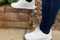 A person wears the Kizik Women's Lima Slip-on Sneakers outside