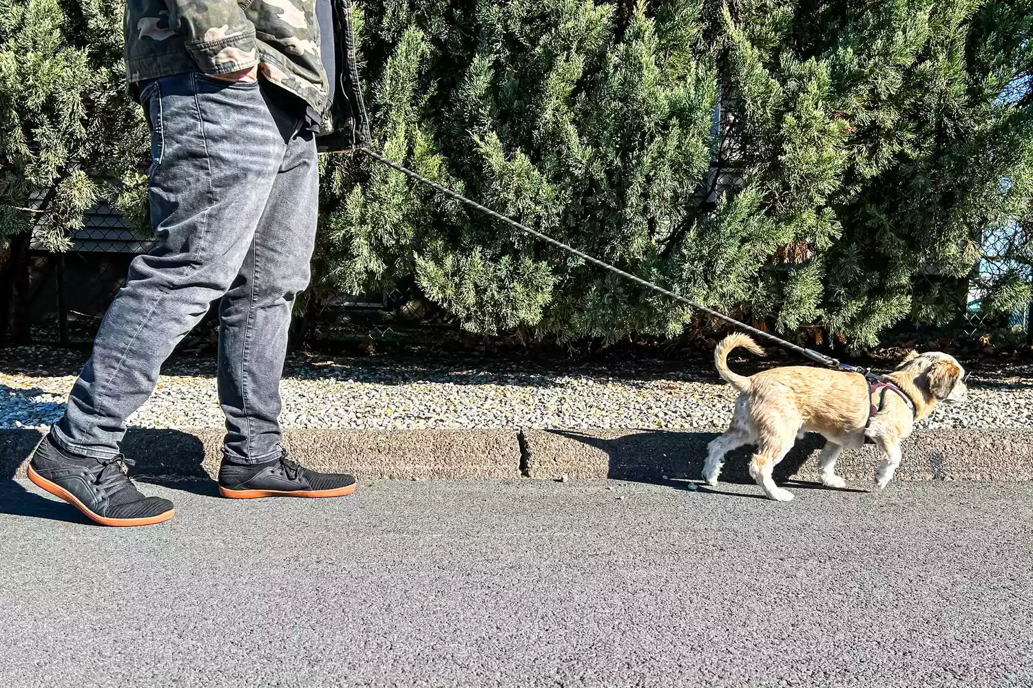 A person walks a dog while wearing the Relxfeet Men's Minimalist Barefoot Shoes