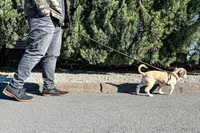 A person walks a dog while wearing the Relxfeet Men's Minimalist Barefoot Shoes