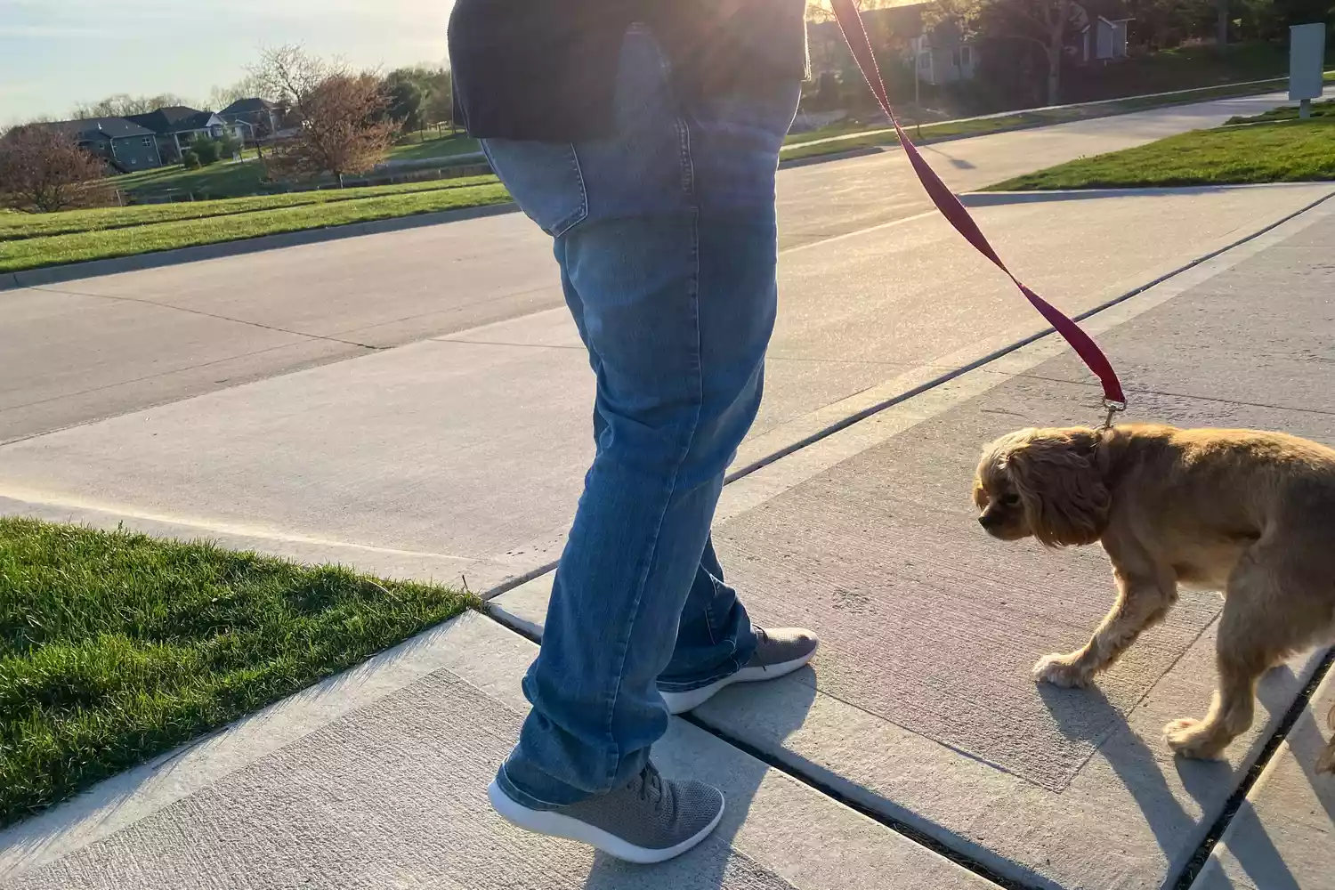 A person walking their dog while wearing the Allbirds Tree Runners